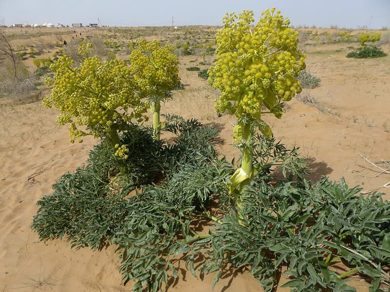 بررسی جامع صادرات آنغوزه به هند